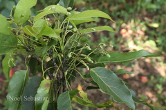 Paramignya monophylla